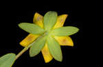 Myrtleleaf St. Johnswort